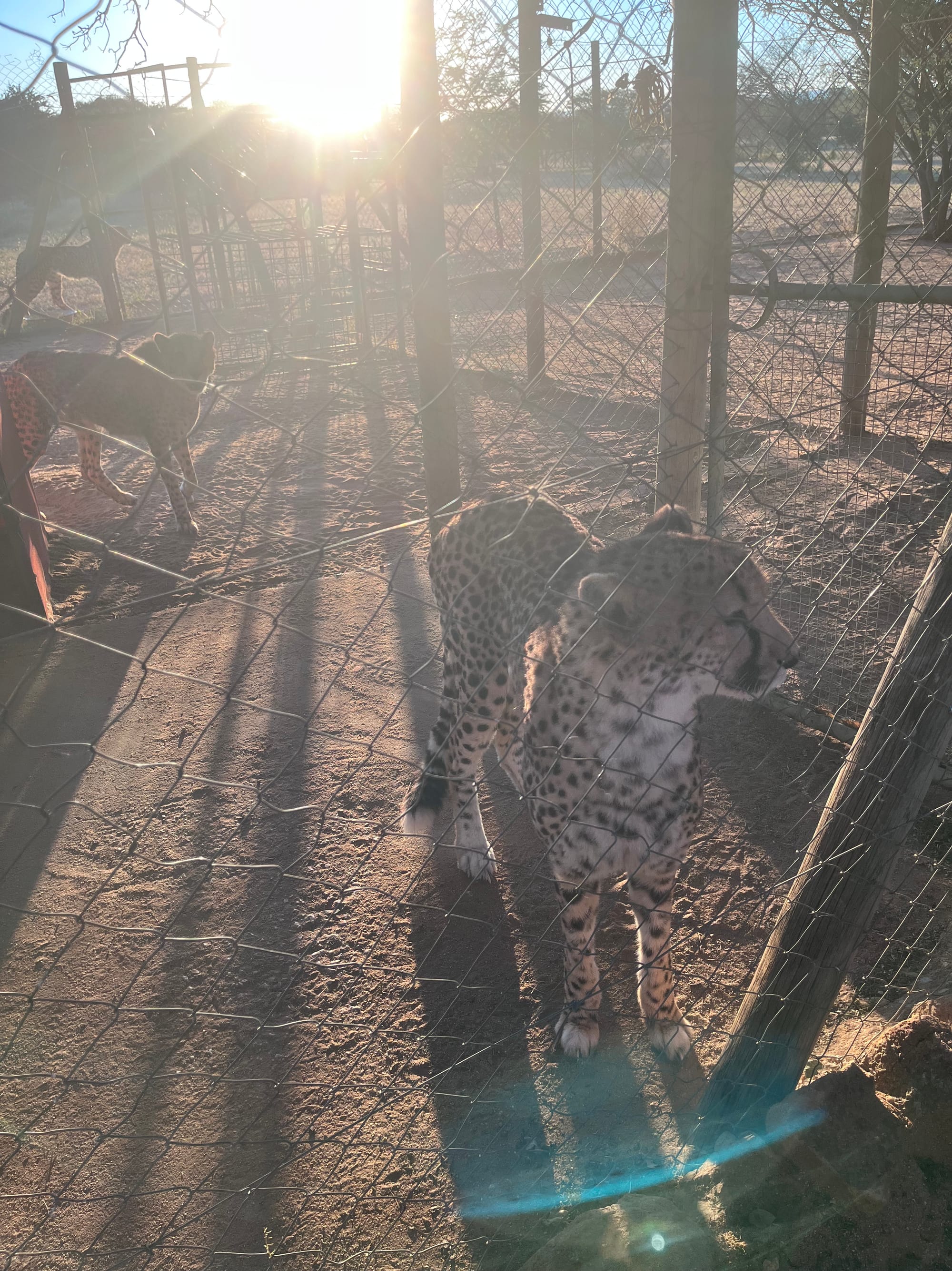 Peter, one of the oldest resident cheetahs