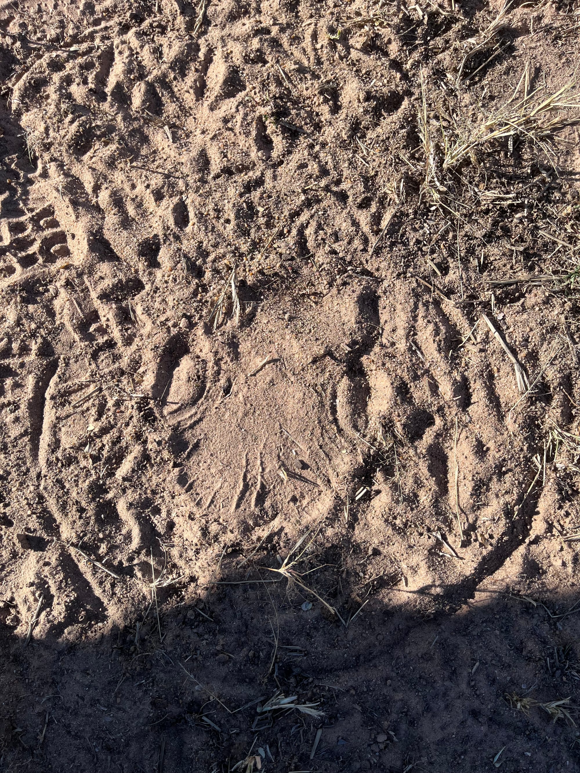 Black rhino track