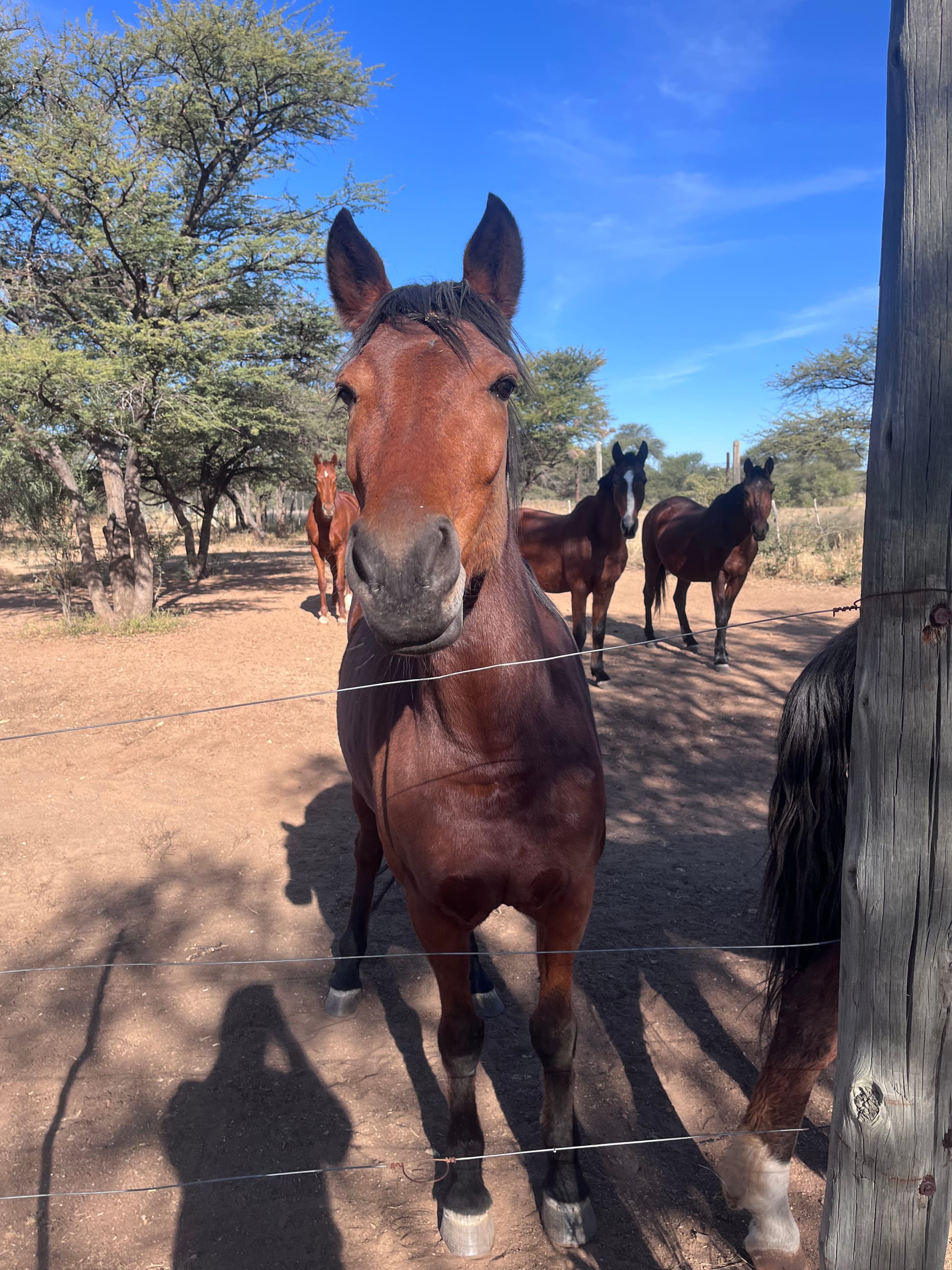 Horses