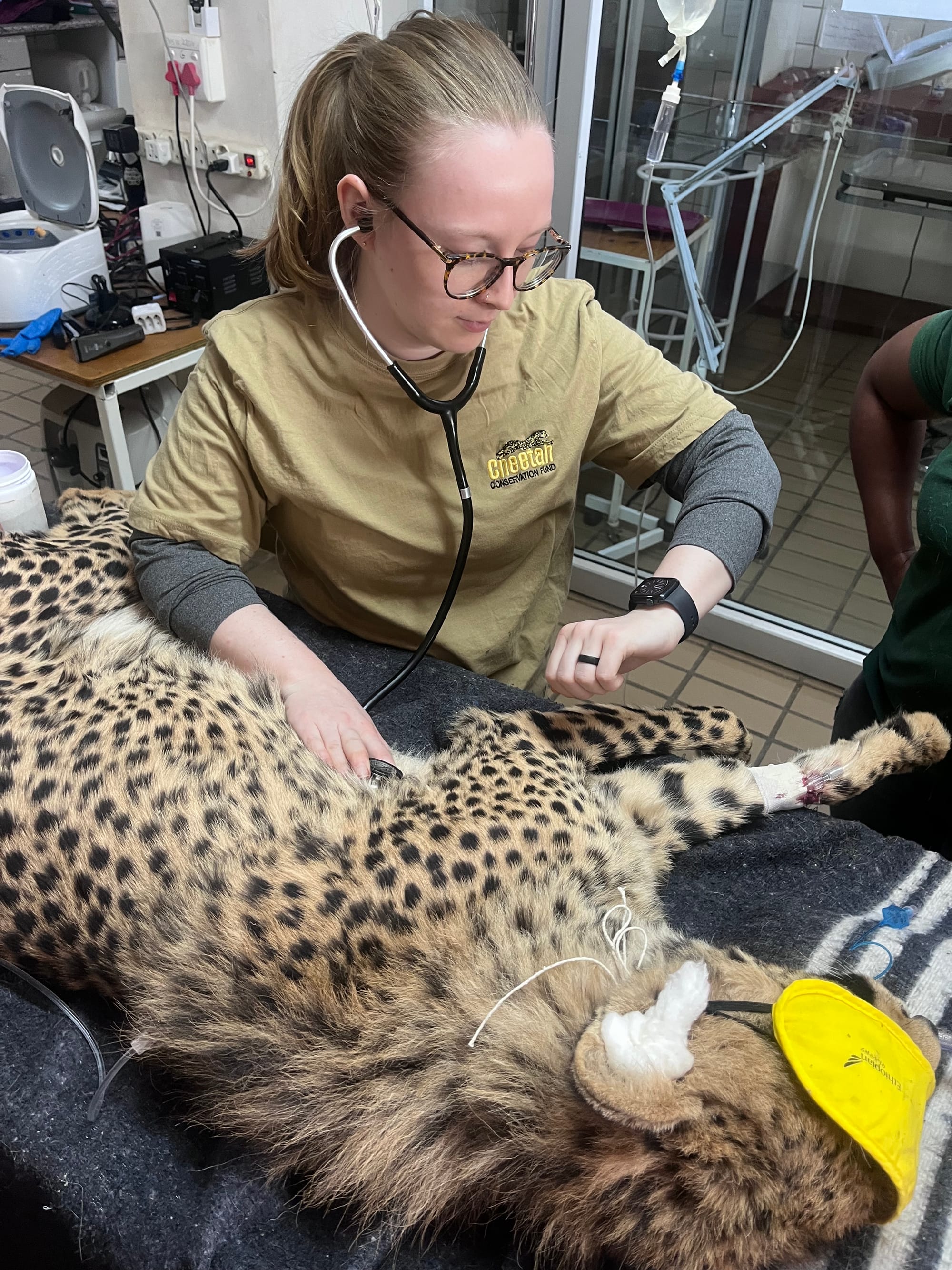 Cheetah workup
