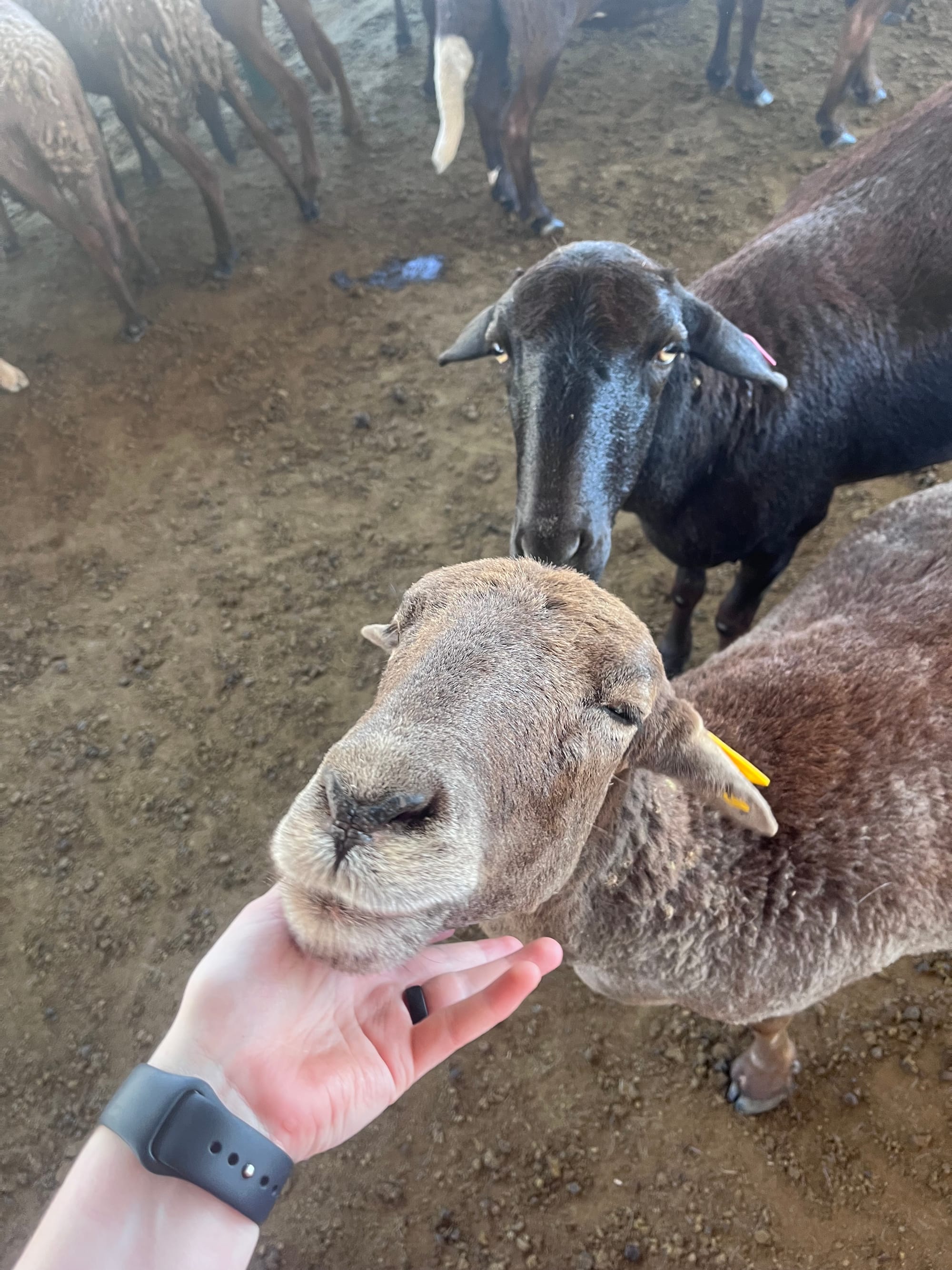 Sheep enjoying chin scratches