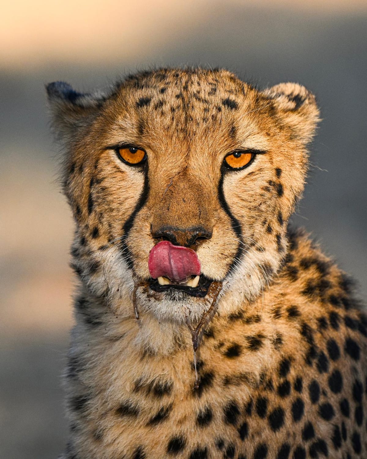 All about cheetahs