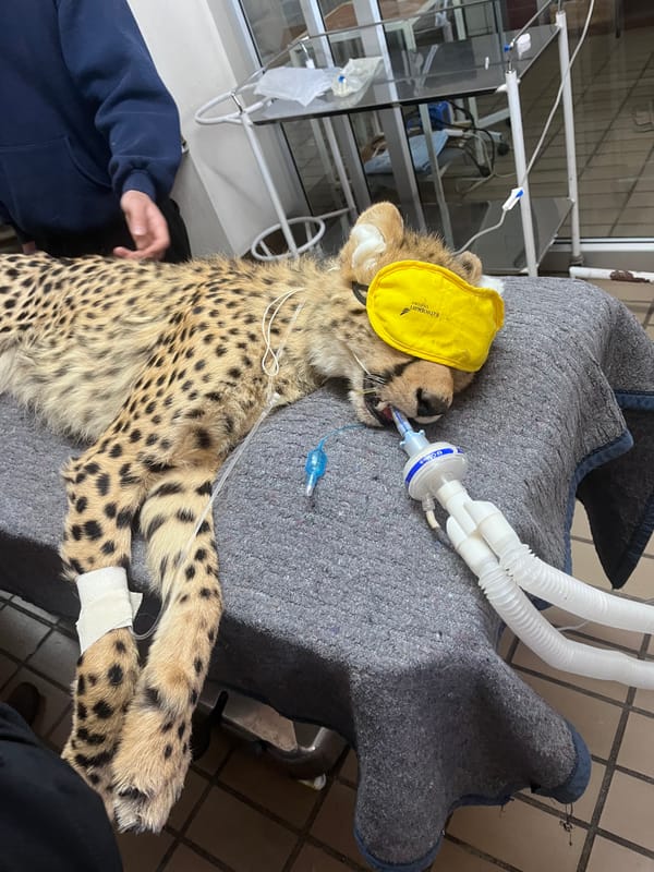 Cheetah receiving an IV catheter