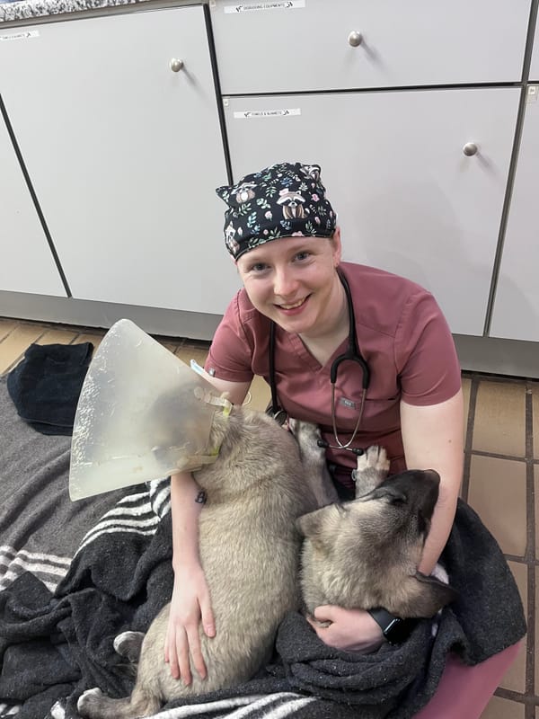 Recovering puppies post-surgery