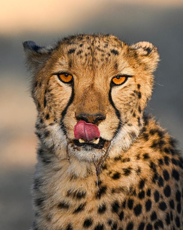 All about cheetahs
